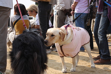 何犬?