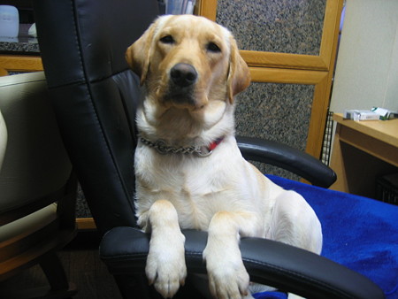 椅子に座る犬
