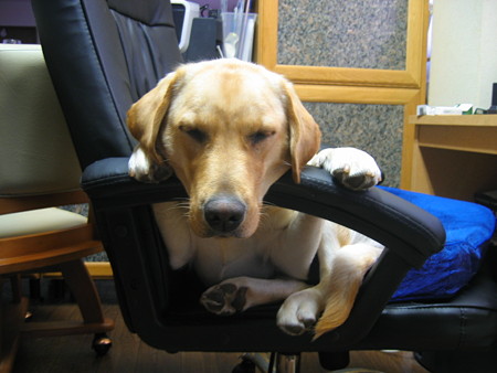 椅子で寝る犬