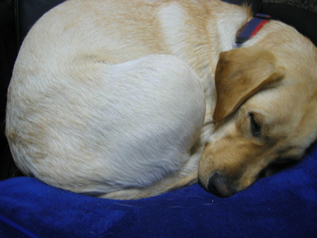 椅子で寝る犬