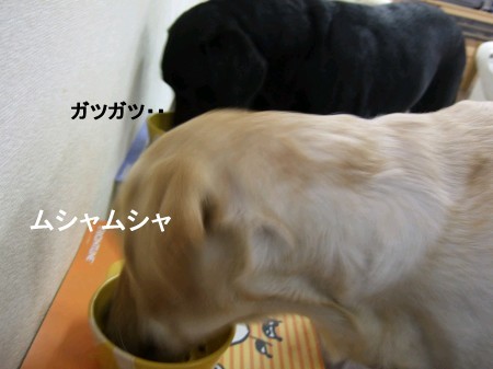 ご飯の時間 073