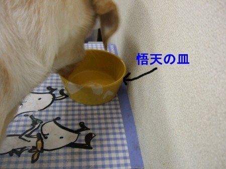 ご飯の時間 080