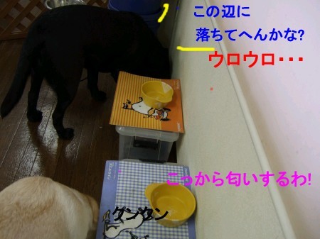 ご飯の時間 081