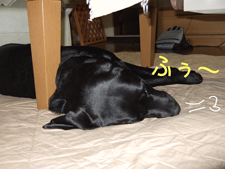 こたつ9