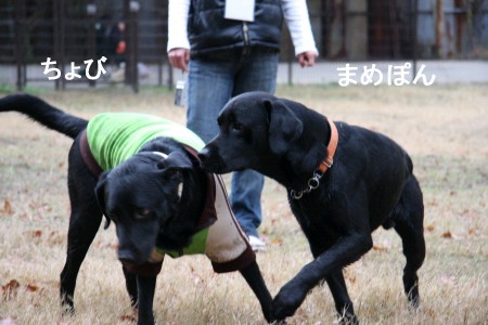 ちょび&まめ