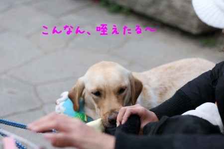 やっぱり咥えた!