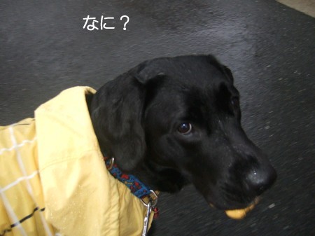 呼んだ?