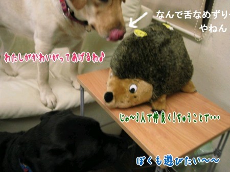仲良く遊ぼう