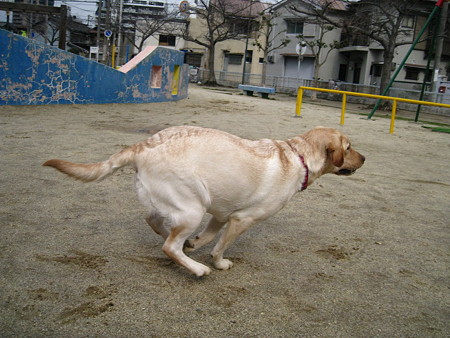走る!