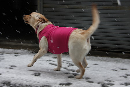 雪初体験