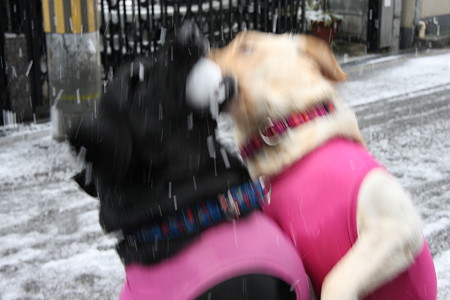 雪ボールの取り合い