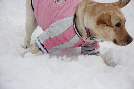 雪!