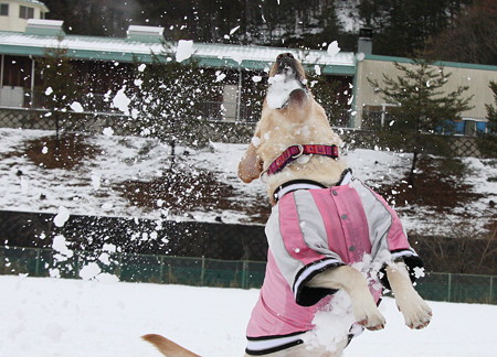 口の中は雪だらけ~