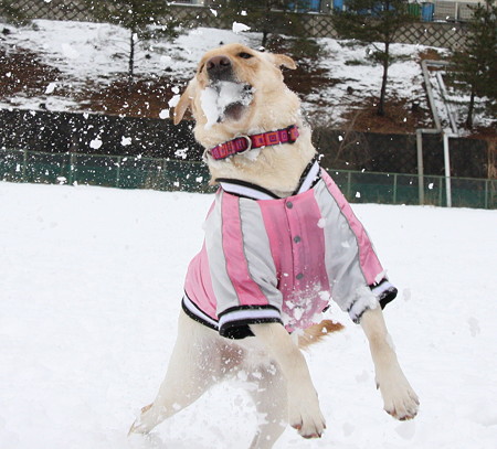 雪は決して出さない!