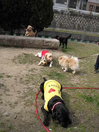 5頭で