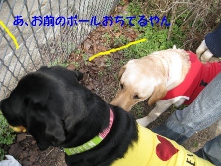 落ちてる・・・