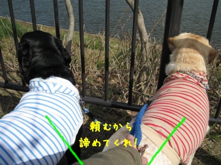 お願い・・・
