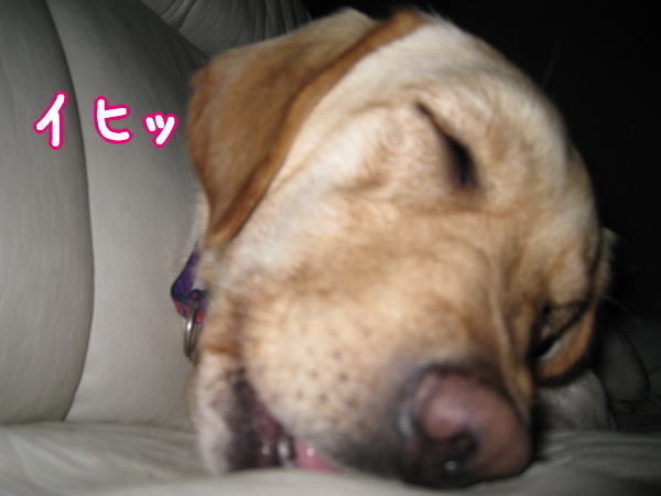 イヒッ 写真共有サイト フォト蔵