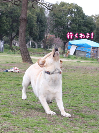 取るわ!