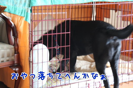 おやつ探し