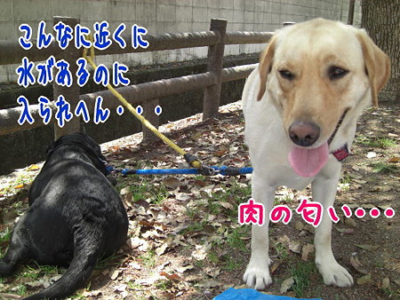花見