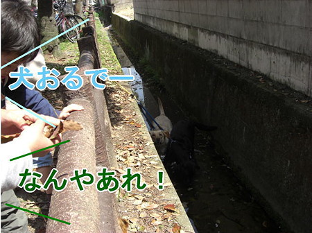 ギャラリーが・・・