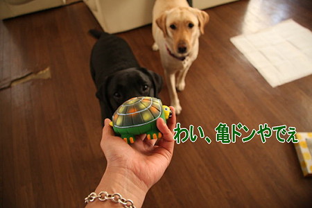 亀ドン