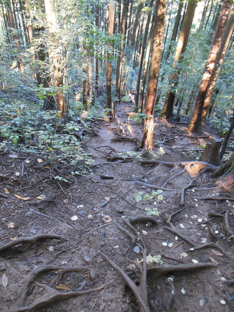 紅葉狩のはずが　1　尾根道へ