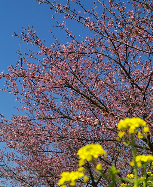 菜の花、函南桜、春の青空