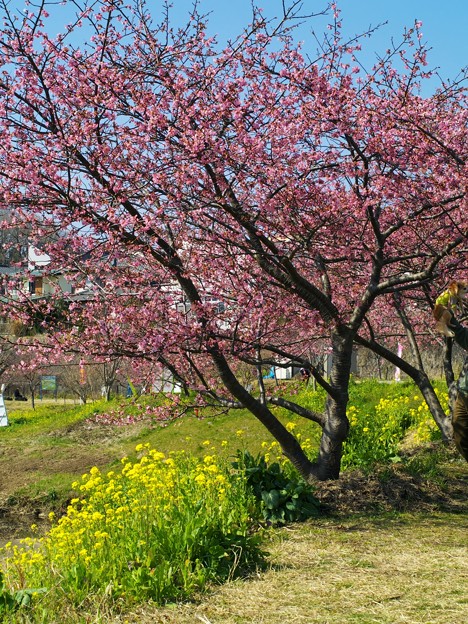 函南桜と菜の花と