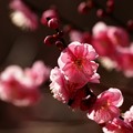 早春の陽光に透ける梅の花びら