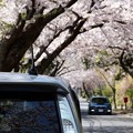 Photos: 桜花見する相棒