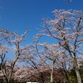 Photos: 春の青空と桜の花びら