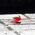 Photos: 秋はひとりぼっち