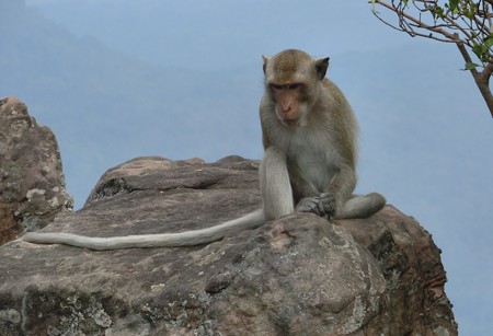 カンボジア しっぽの長いお猿さん 歩人のたわごと 楽天ブログ