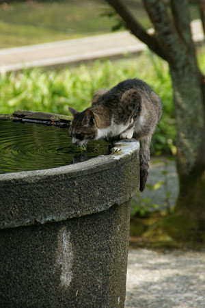 猫の水飲み0705ta