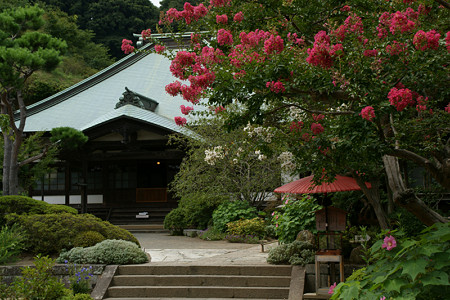 サルスベリ海蔵寺0810tb