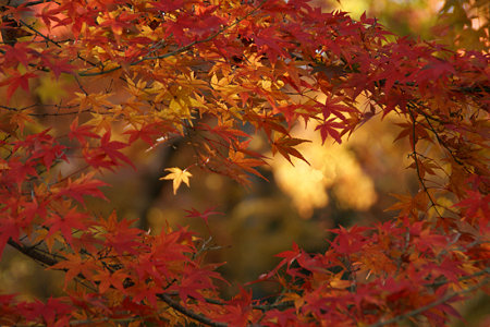 紅葉の光明寺1128z