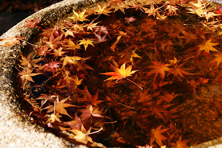 天水鉢の中の紅葉、覚園寺。(12/6)