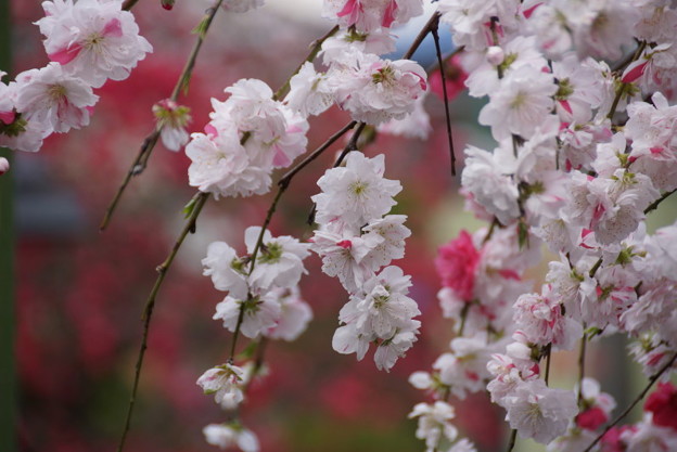 華モモの花が咲く参道、称名寺14!