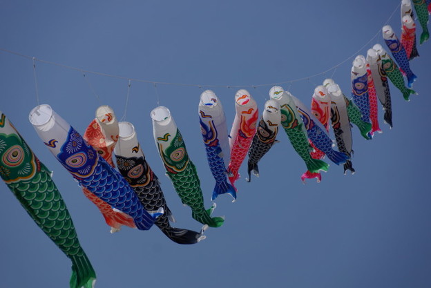 鯉のぼりが風にたなびく!14