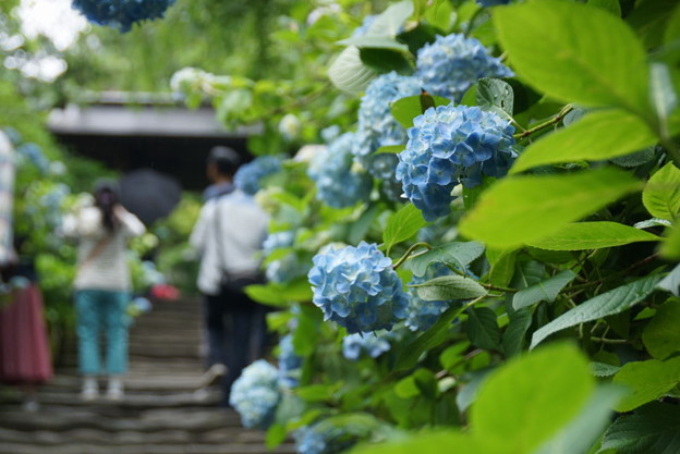 姫紫陽花の参道2!140607