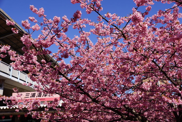 三浦海岸駅桜20160221b