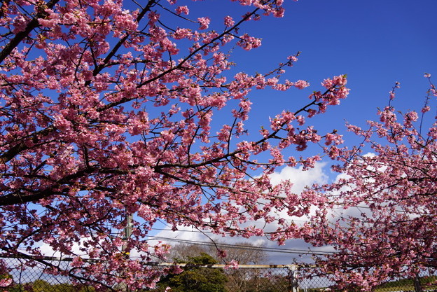 青空に河津桜20160221d