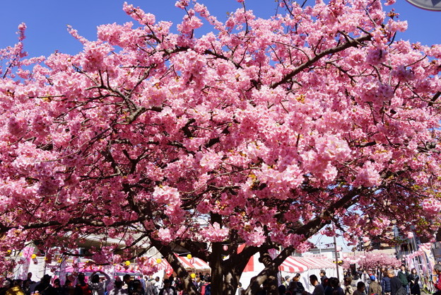 河津桜満開20160221e