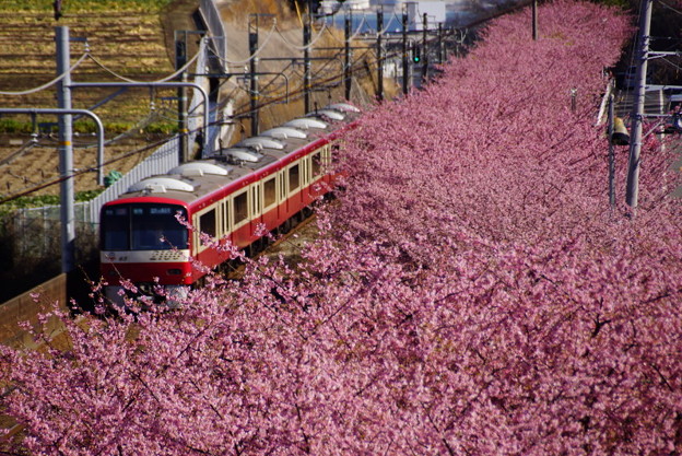 河津桜と赤い電車20160221a