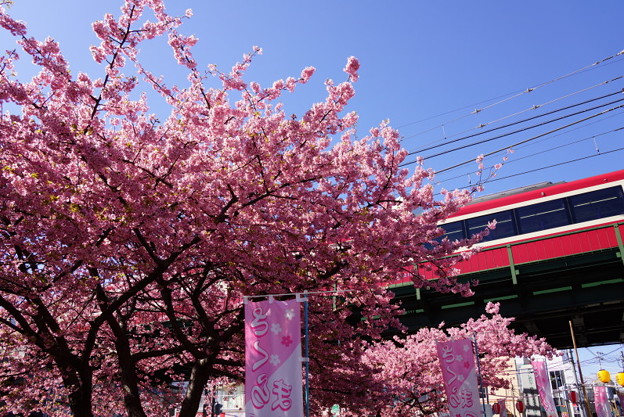 河津桜と赤い電車20160221e
