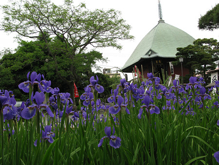 アヤメ咲く大覚寺0510