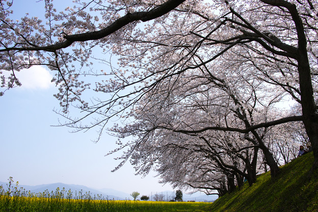藤原宮跡：醍醐池の桜
