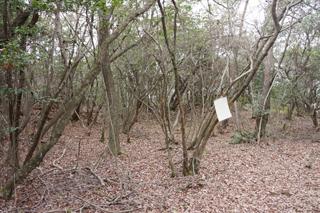這田村法界寺山ノ上付城 - 04